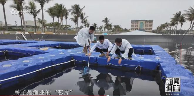 央視《新聞調查》重磅聚焦，湛江水產養殖“游”向深遠海