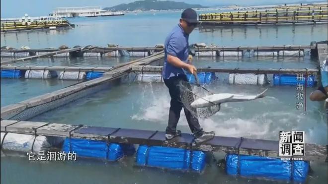 央視《新聞調查》重磅聚焦，湛江水產養殖“游”向深遠海